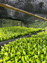 Load image into Gallery viewer, Colombia "Innovation Series" Juicy Strawberry