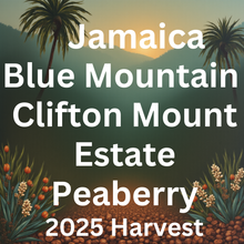 Load image into Gallery viewer, Jamaica Blue Mountain - Clifton Mount Estate Peaberry, Washed Process