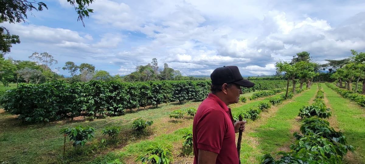 Pictured: Jesus in front of a row of El Cipres trees on his farm in the Tarrazu Region of Costa Rica.