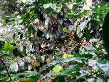 Load image into Gallery viewer, cooparm co-op coffee trees
