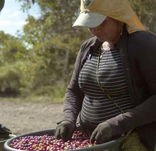 Load image into Gallery viewer, Costa Rica Montanas de Tarrazu Grade SHG washed and anaerobic fermentation