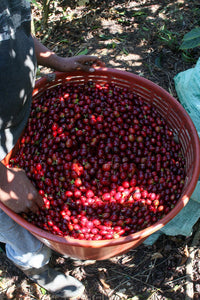coffee farm costa rica tarrazu el cipres  ripe coffee cherries