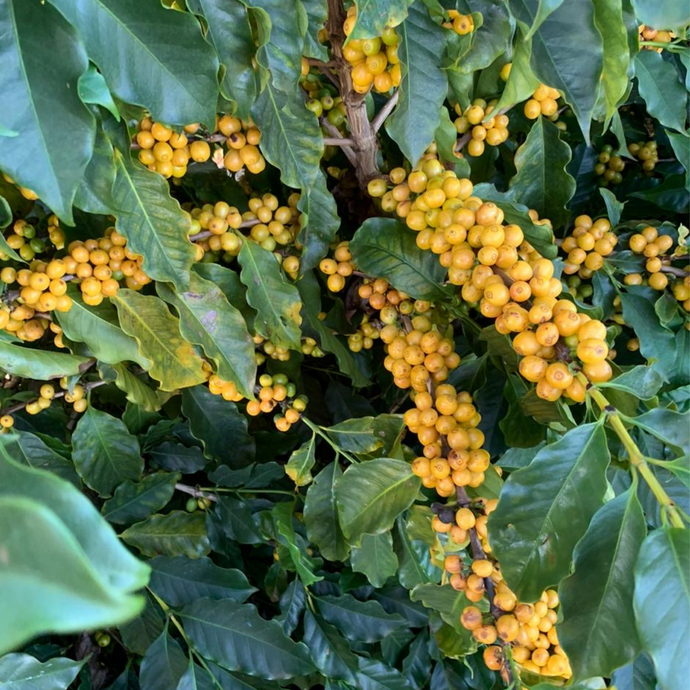 What is Honey Process?