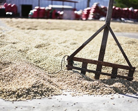 What is Washed Coffee?