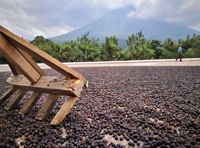 What is Natural Coffee?