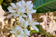 Load image into Gallery viewer, Costa Rica Tres Rios Bella Vista Estate – Fully Washed Coffee
