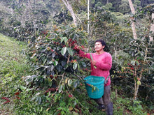 Load image into Gallery viewer, cooparm   peru picking coffee cherries
