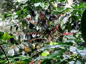 cooparm co-op coffee trees