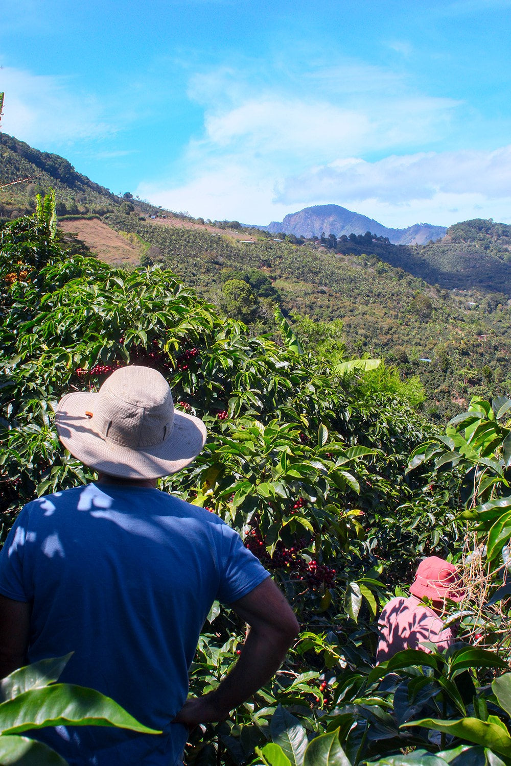 Costa Rica, Finca El Cipres - Single Estate, Red Honey Natural