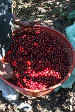 Load image into Gallery viewer, coffee farm costa rica tarrazu el cipres  ripe coffee cherries
