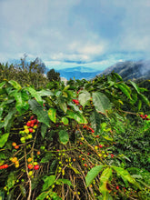 Load image into Gallery viewer, Jamaica Blue Mountain coffee trees
